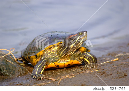 ミドリ亀 ミドリ亀 5234765