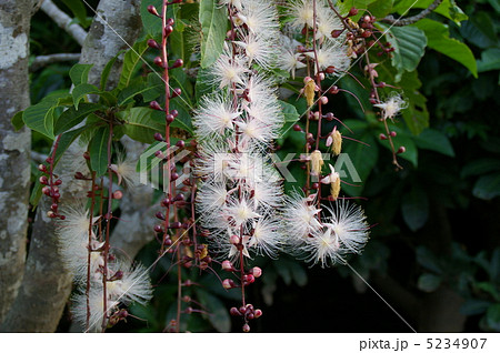 サガリバナの花びら 5234907