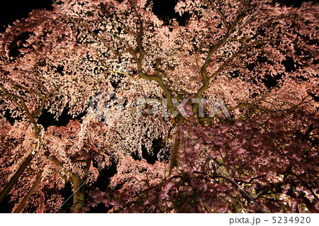 三春滝桜のライトアップ 5234920