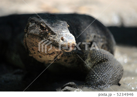 睨む大トカゲ 5234946