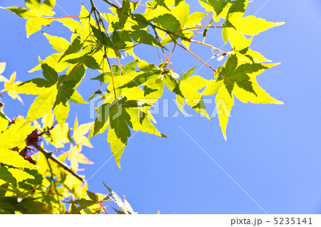 カエデの若葉 カエデの若葉 5235141