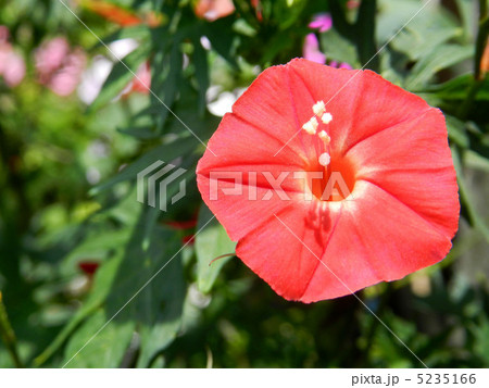 ハゴロモルコウソウ（羽衣縷紅草） 5235166