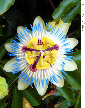 時計草（パッションフラワー） 5235301