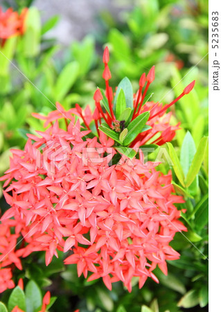 サンダンカ 5235683