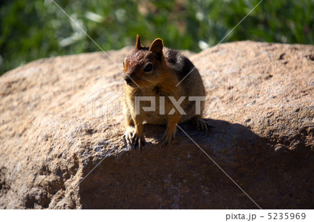 リス1 リス1 5235969