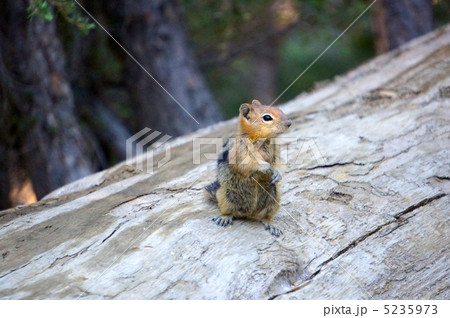 リス5 リス5 5235973