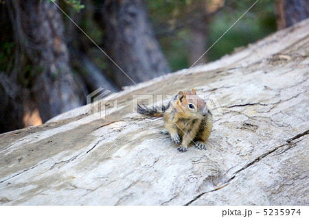 リス6 リス6 5235974