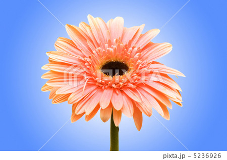 Gerbera flowers against the background 5236926