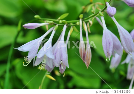 ギボウシの花 ギボウシの花 5241236