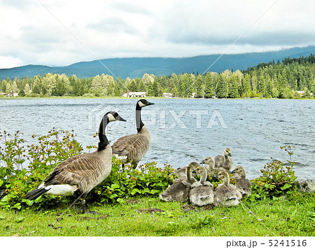 湖畔のカナダグースの親子 5241516