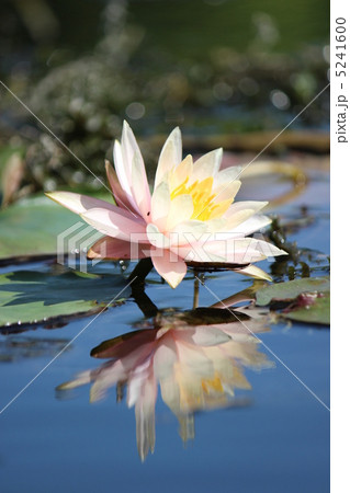 スイレン 5241600