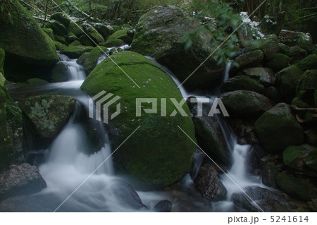 屋久島　苔生す流れ 5241614