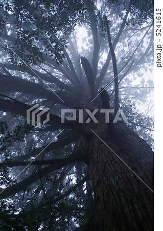 屋久島　屋久杉 5241615