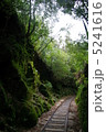 屋久島　トロッコ道 5241616