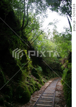 屋久島　トロッコ道 5241616