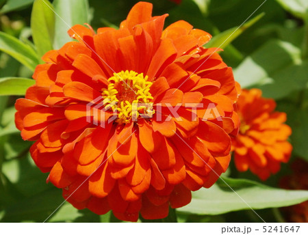 ２　ヒヤクニチソウ　花　オレンジ色 5241647