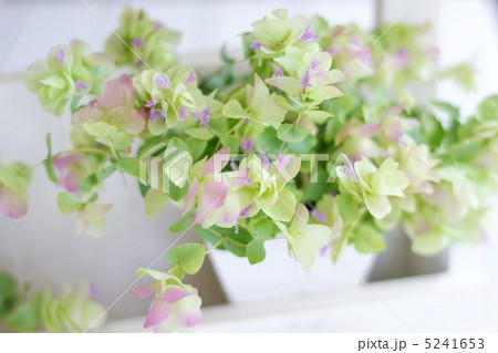 オレガノケントビューティー オレガノケントビューティー 5241653