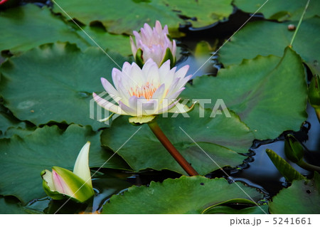 スイレン－白 5241661