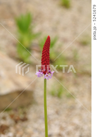 プリムラ・ビアリー 5241679