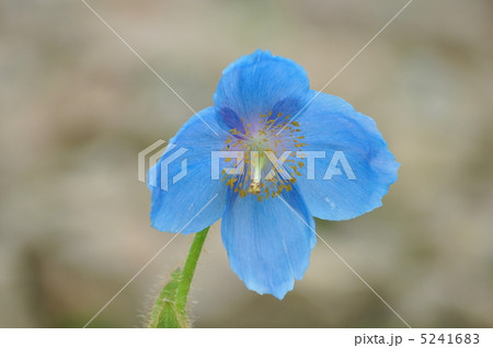 青いけしの花 5241683