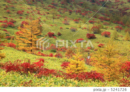 草津白根山　芳ヶ平の紅葉 5241726