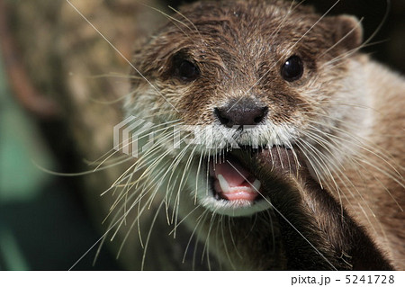 かわうそ 5241728