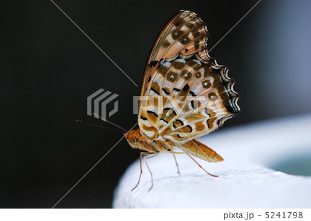 ツマグロヒョウモン 5241798