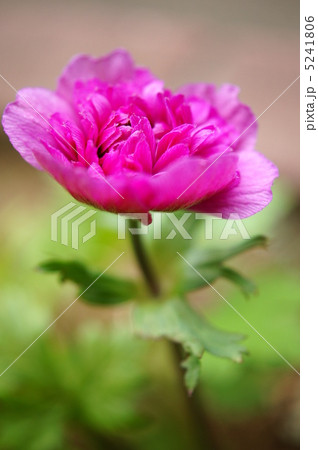 アネモネ（濃ピンク：八重） 5241806