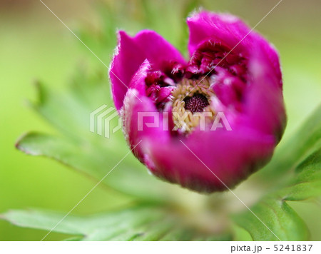 アネモネ（濃ピンク：八重） 5241837