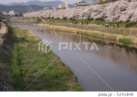 高野川と桜 5241846