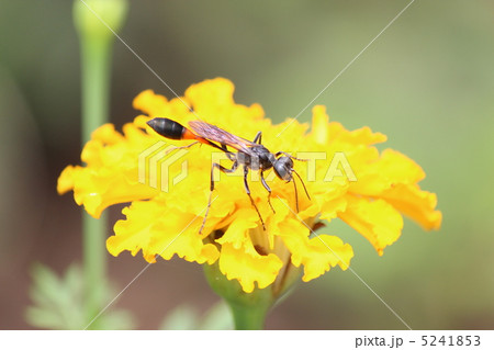 ジガバチ 5241853