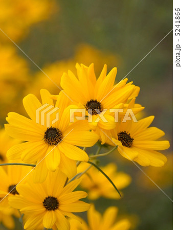 ヤナギバヒマワリ ヤナギバヒマワリ 5241866