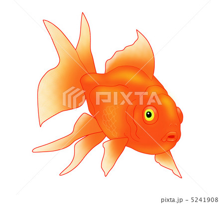 金魚りゅうきん04 金魚りゅうきん04 5241908