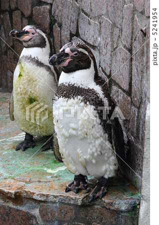 フンボルトペンギン　 5241954