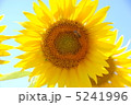 ひまわり 5241996