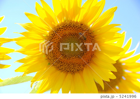 ひまわり ひまわり 5241996