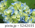 あじさい 5242035