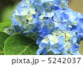 あじさい 5242037