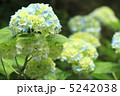 あじさい 5242038