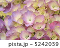 あじさい 5242039