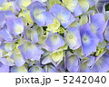 あじさい 5242040
