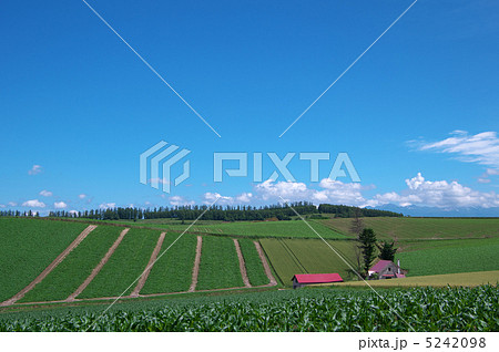 美瑛 メルヘンの丘 美瑛 メルヘンの丘 5242098