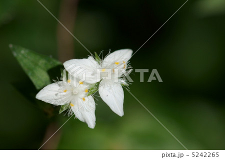常磐露草トキワツクサ　日陰の可愛い花です。 5242265