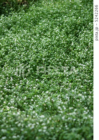 常磐露草トキワツクサ 日陰の可愛い花です。 常磐露草トキワツクサ 日陰の可愛い花です。 5242266