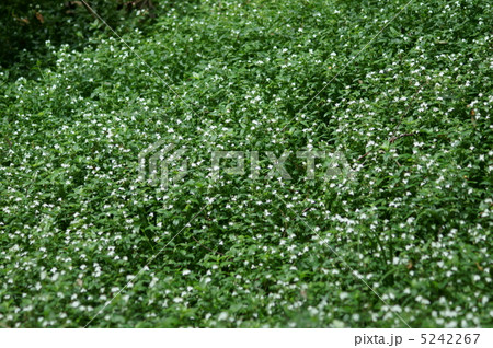 常磐露草トキワツクサ 日陰の可愛い花です。 常磐露草トキワツクサ 日陰の可愛い花です。 5242267