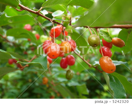 実りの赤 5242320