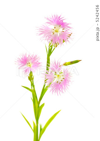 なでしこ 5242456