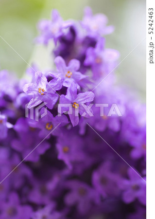 ラベンダーの花のクローズアップ ラベンダーの花のクローズアップ 5242463
