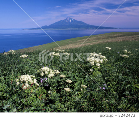 盛夏の礼文島 盛夏の礼文島 5242472