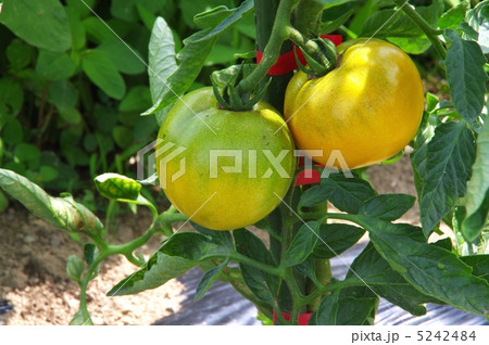 黄色いトマト　畑の黄色いトマト　成熟中のトマト 5242484